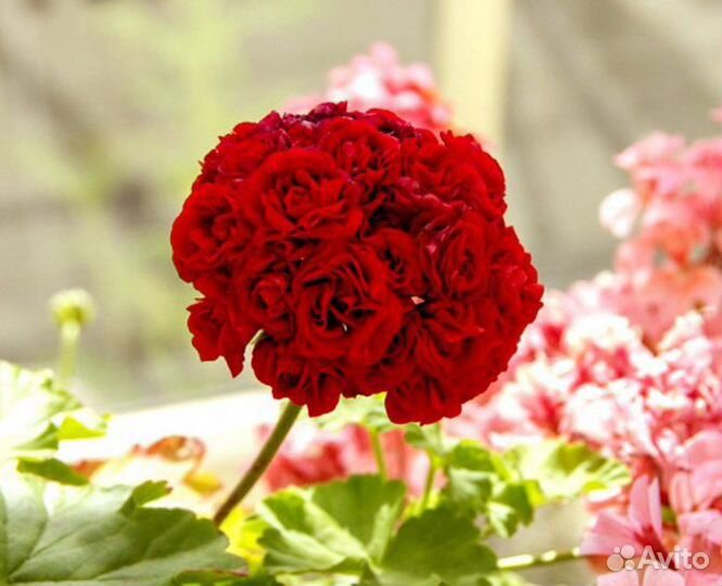 Герань красная розебудная