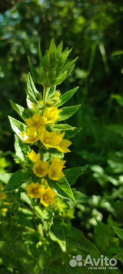 Многолетние цветы для сада