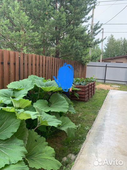 Многолетник белокопытник