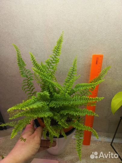 Папоротник Витале