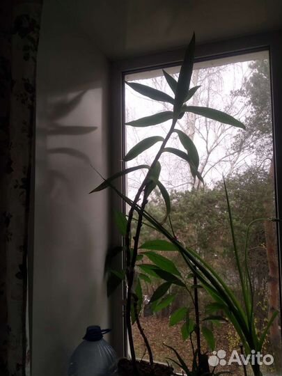 Золотой ус высокий