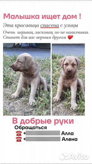 Собака в добрые руки отдам бесплатно