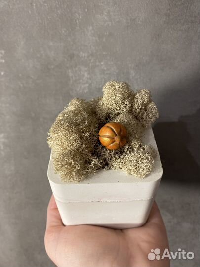 Стабилизированный мох в кашпо