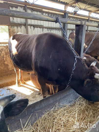 Быки крс бычки