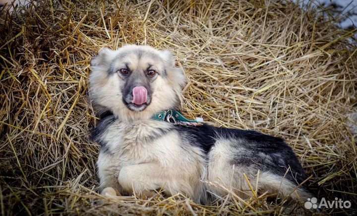 Стерилизованная заоночек Альта