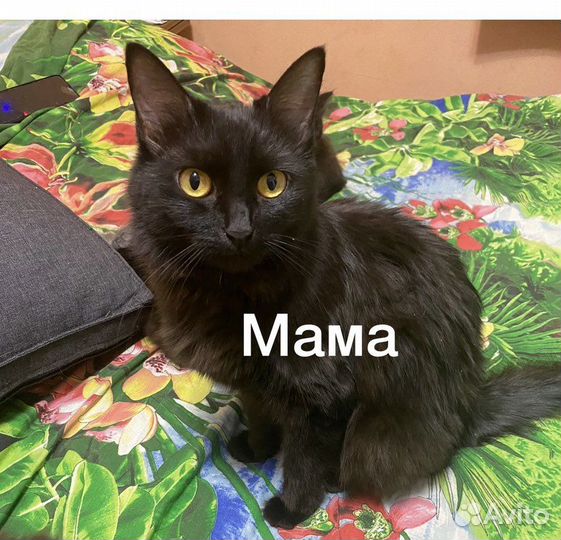 Отдам в добрые руки