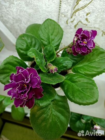 Детки фиалки