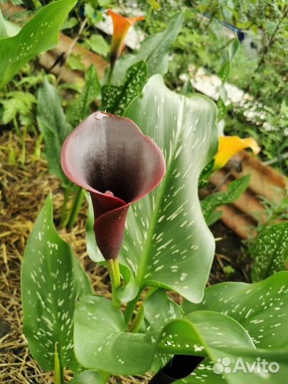 Калла в горшке