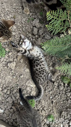 Бенгальская кошка