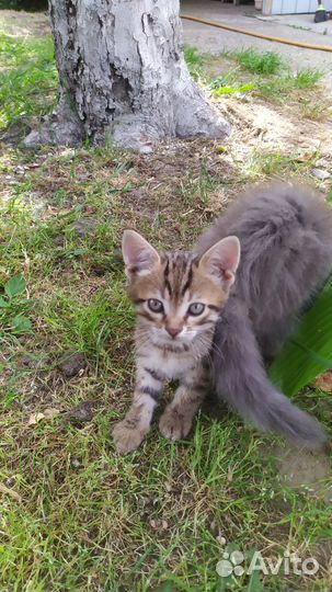 Отдам в добрые руки