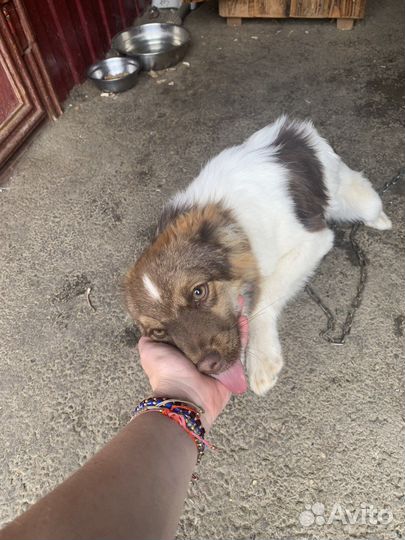 Собаки бесплатно