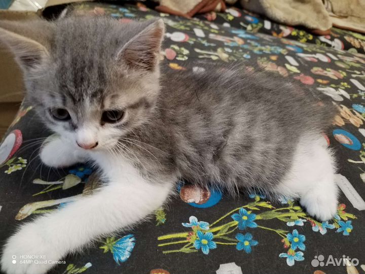 Кошка в дар