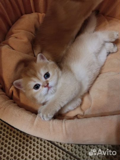 Золотые шотландские котята