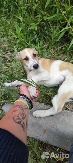 Щенки в добрые руки