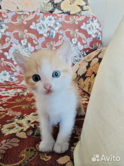 Отдам котят