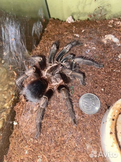 Паук-птицеед Phormictopus sp. 