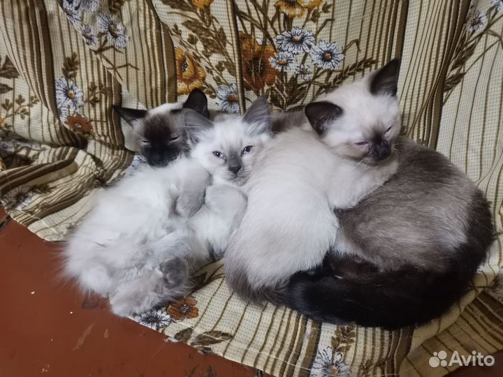 Тайские котята