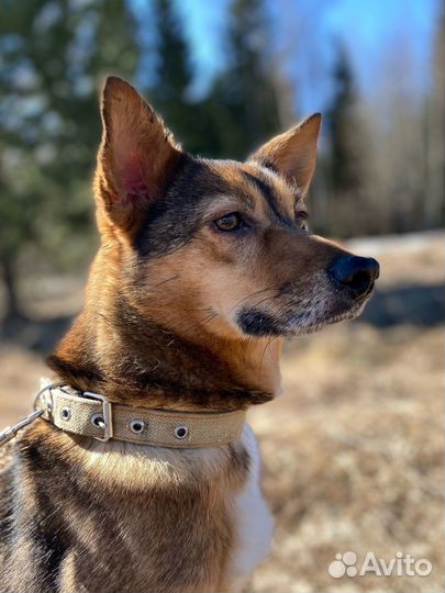 Собака в добрые руки (Рыжуля)