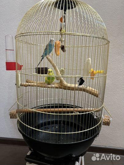 Волнистые попугаи с клеткой