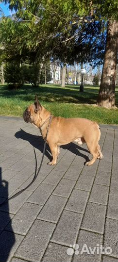 Вязка, доки РКФ