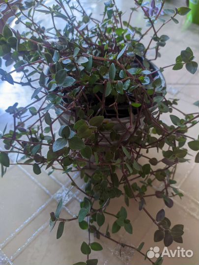 Коллизия зеленая