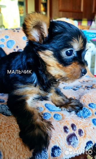Йоркширский терьер мини беби фейс щенки