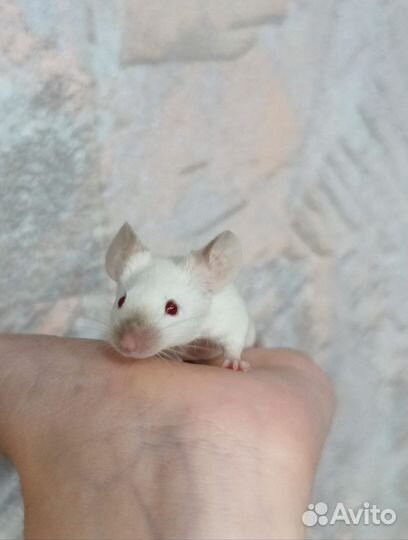 Сатиновые мыши