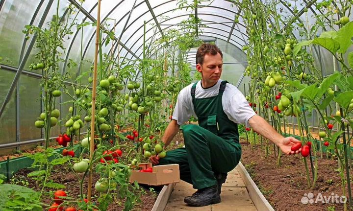 Вахта Москва Агрокомплекс Сбор урожая Проживание