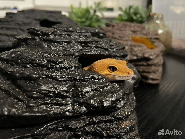 Влажная камера для эублефара