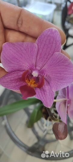 Орхидея фаленопсис
