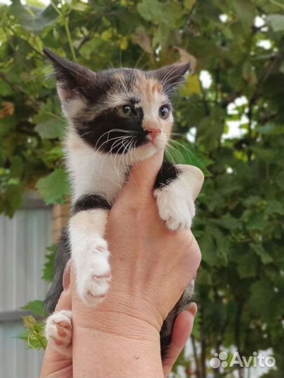 Трехцветный котенок принесет вам счастье