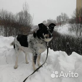 Проститутки Чебоксары и индивидуалки от рублей за час