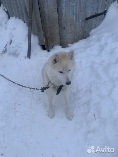 Хаски в добрые руки