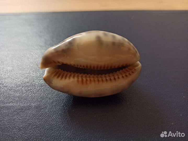 Морская раковина