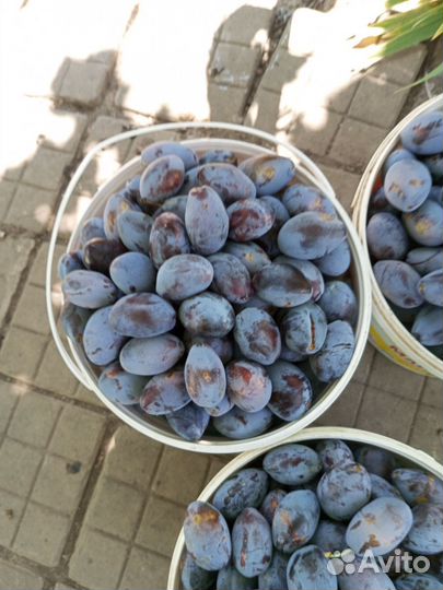 Слива чернослив