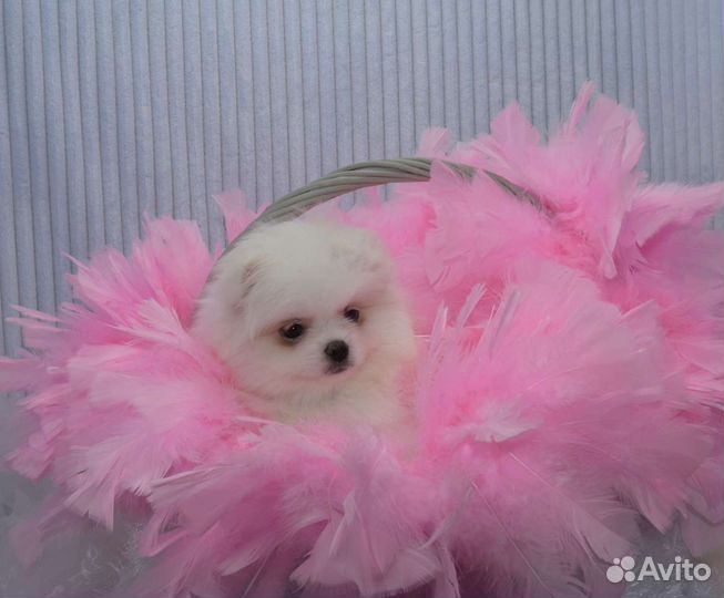 Без предоплат.Померанский шпиц девочка белая