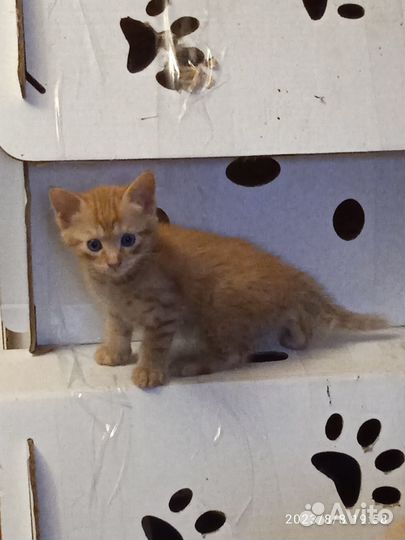 Рыжее счастье