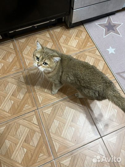 Вязка с котом британец золотая шиншилла