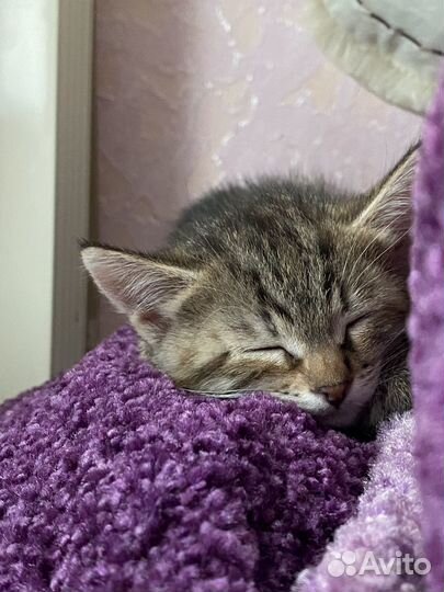 Котята