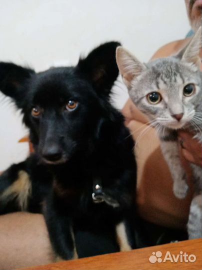 Собака маленькая Муха 27 см, 1год