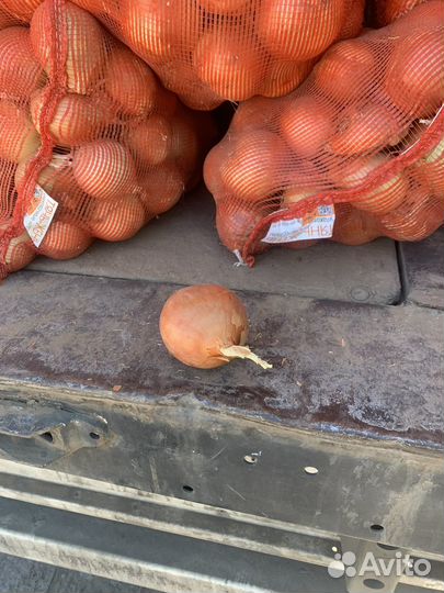 Лук репчатый