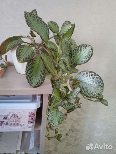 Цветок эписция