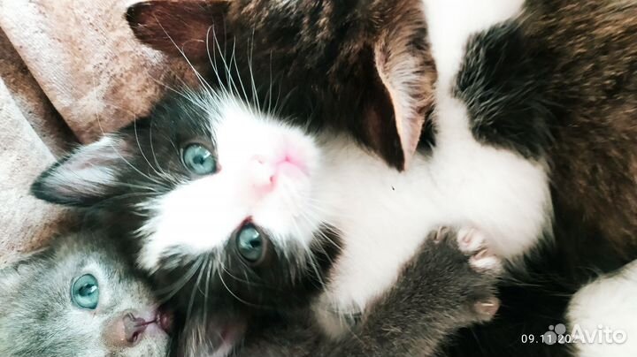 Отдам в добрые руки котят
