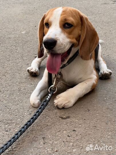 Бигль бесплатно