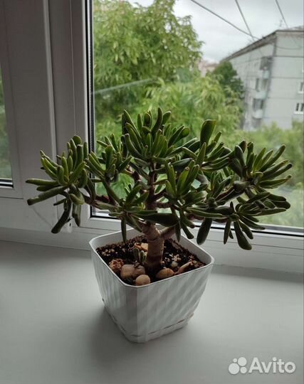 Крассула хоббит