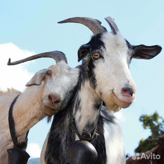 Продам коз