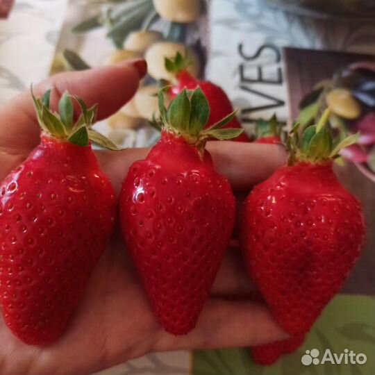 Продам рассаду клубники и ежевики