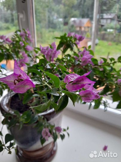 Бугенвилия