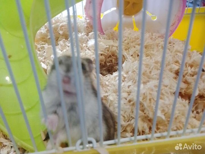 Джингурский хомяк