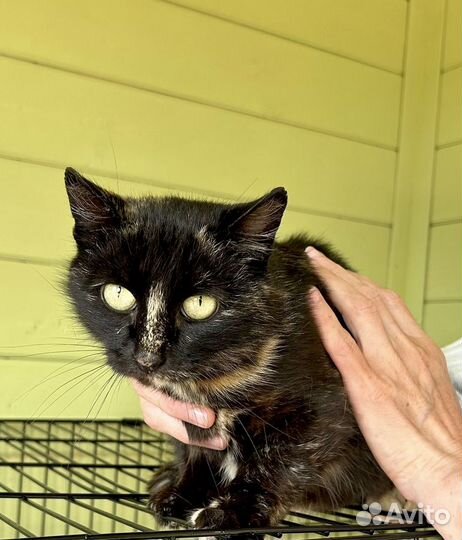 Кошка в дар